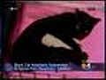 Black Cat Adoptions On Hold Through Halloween