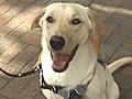 Diabetes Alert Dog Saves Man’s Life