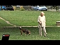Hunde verboten!