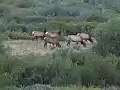 Royalty Free Stock Video HD Footage Deer Grazing in a Field in Grand Teton National Park