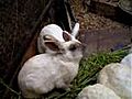 Fukushima : un lapin naît sans oreilles