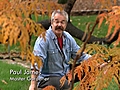 Fall and Winter Lawn Care