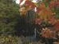 Stressed Out Trees Mean Earlier Change Of Colors