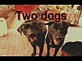 Two Dogs