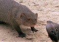 Cobra Vs. Mongoose