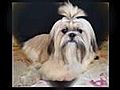 ShihTzu-Training.com: FREE eBooks for all Shih Tzu lovers!