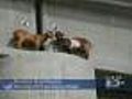 Montana Goats Rescued From Highway Bridge