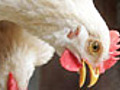 Deadly bird flu virus spreads thick and fast