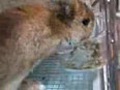 ミュウのひゃっくり