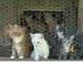 Why Do People Hoard Animals?
