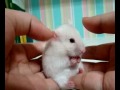 Shocked Hamster!!! (Hamster Version Of Shocked Cat)