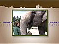 SLA - Dr. Bill Langbauer on everything elephant