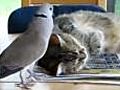 Dove gambles winding up cat