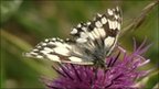 VIDEO: Keeping track of Britain’s butterflies
