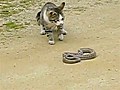 Cat vs Snake