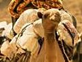 Camel survival