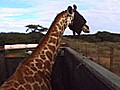 Giraffe Capture