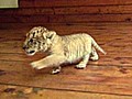 A Beginner’s Guide to Ligers