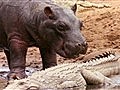 National Geographic Animals - Hippo Licks Crocodile