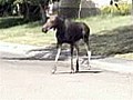 Moose duo strolls in Calgary neighborhood
