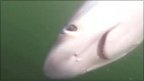 VIDEO: Dramatic shark catch caught on tape