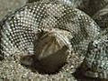 Sand boa