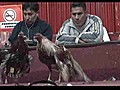 Pelea de gallo...en Ecuador