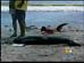 Delray Bch Man Chops Off Beached Whale’s Tail