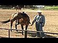 Sandman - Calf Roping Horse for sale,  Heading Horse, Heeling Horse