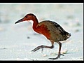 aldabra un sanctuaire de la biodiversité