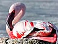 Disneynature’s The Crimson Wing: The flamingo dance