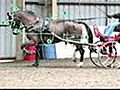 How To Measure A Carriage Horse Harness