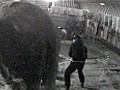 Animal rights campaigners expose circus cruelty