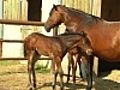 Un haras qui pratique l&#039;équitation éthologique