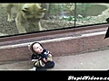 Lion Tries To Pet Baby