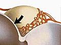 Learn about Microanatomy of the Lungs