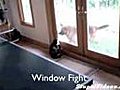 Cat Fights Dog Through Window