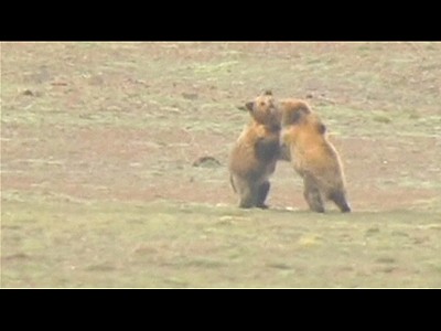 Boxing bears beef-up