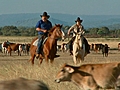 Mustering in Australia