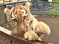 Disabled tiger cubs rehabilitation