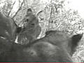 Crittercam POV: Lion Cubs & Mom