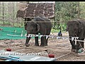 Elephants Show Cooperation on Test