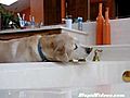 Dog Helps Himself To A Drink