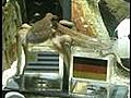 Paul the octopus picks Germany for 3rd place