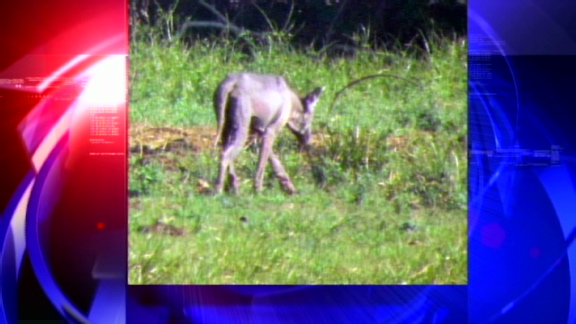 Chupacabra spotted in Texas?