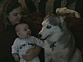 Perro haciendo reir a un bebe