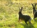 Twee grote hazen tussen Heezerweg en Somerenseweg