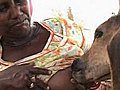 Indian woman breastfeeds a calf