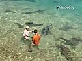 Shark Expert Attacked During Filming