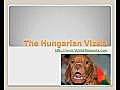 Hungarian Vizsla Minnesota,  Hungarian Vizslas Minnesota, Ohio